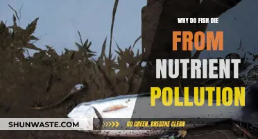 Nutrient Pollution's Deadly Impact: Understanding Fish Mortality in Contaminated Waters