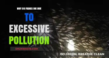 Pollution's Deadly Impact: Understanding Why Fish Die in Contaminated Waters