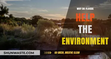 Floods' Surprising Benefits: How They Nourish and Restore Ecosystems