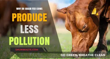 Grain-Fed Cows: Lower Pollution Footprint Explained