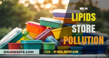 How Lipids Absorb and Store Environmental Pollutants: A Deep Dive