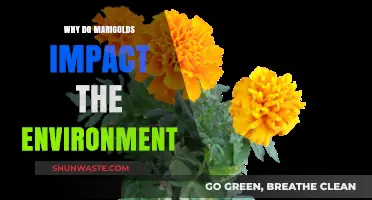 Marigolds' Eco-Impact: Unveiling Their Environmental Benefits and Role
