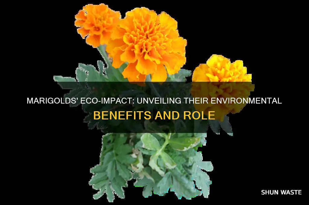 why do marigolds impact the environment