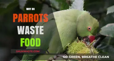 Feathered Foodies: Understanding Why Parrots Waste Their Grub