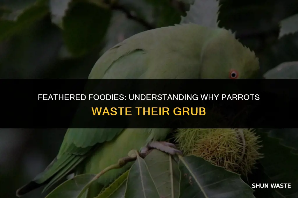 why do parrots waste food