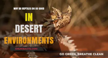 Reptiles' Desert Dominance: Secrets to Their Survival in Arid Climates