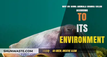 Nature's Camouflage: How Animals Change Color to Blend In