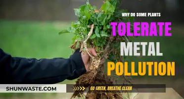 How Certain Plants Survive and Thrive in Metal-Polluted Environments