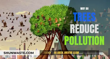 Trees: Pollution-Fighting Heroes of the Environment