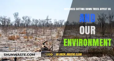 Deforestation's Impact: How Cutting Trees Harms Our Environment and Lives