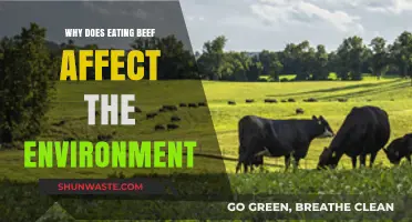 Beef's Environmental Impact: How Your Diet Affects the Planet