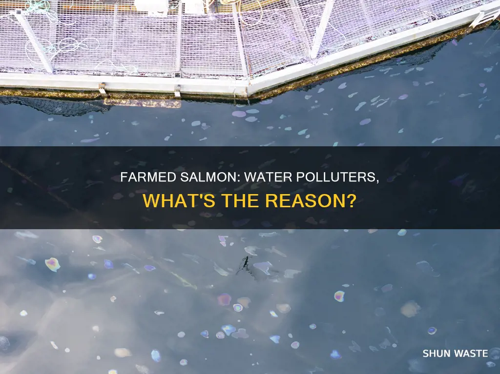 why does farmed salmon pollute the water