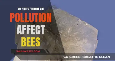 Fluorite Air Pollution: Bees Under Threat?