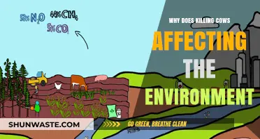 Killing Cows: Unraveling the Environmental Impact of Cattle Slaughter