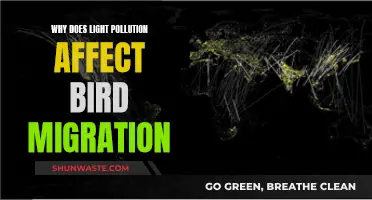 Light Pollution Impacts: Bird Migration Disruption