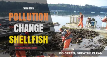 How Pollution Alters Shellfish: Impacts on Health and Ecosystems