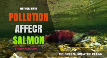 River Pollution's Impact: How Contaminated Waters Threaten Salmon Survival