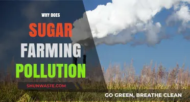 Sugar Farming's Hidden Costs: Pollution, Environmental Impact, and Solutions