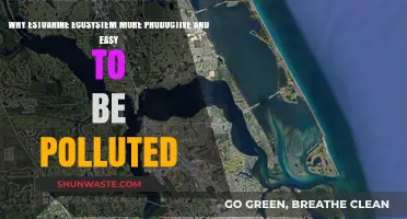 Estuaries: Highly Productive Ecosystems Vulnerable to Pollution Threats