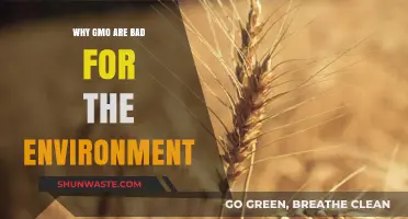 GMOs' Environmental Impact: Harmful Effects on Ecosystems and Biodiversity