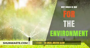 The Hidden Environmental Costs of Maintaining a Green Lawn