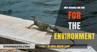 Invasive Iguanas: Environmental Threats and Ecosystem Disruption Explained