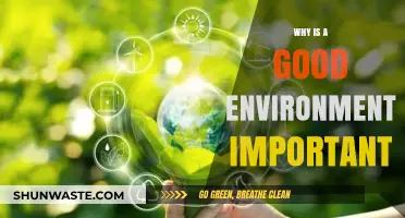 Why a Healthy Environment is Crucial for Our Well-being and Future