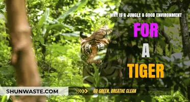 Jungle Haven: Ideal Tiger Habitat for Survival and Thriving