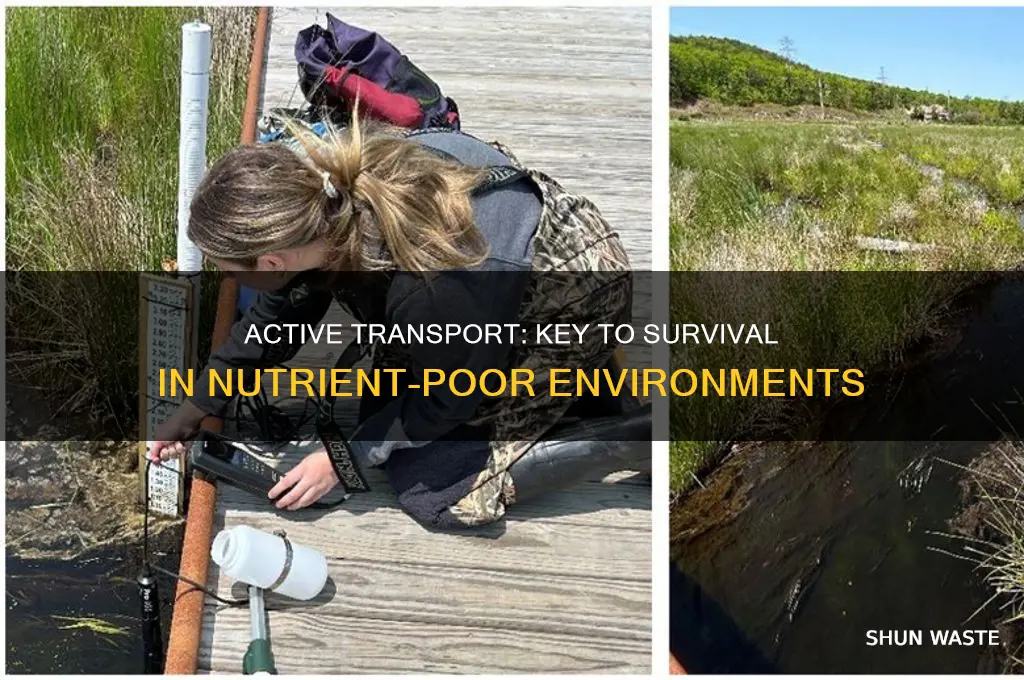 why is active transport good in nutrient poor environment