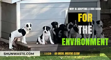 Eco-Friendly Paws: How Adopting a Dog Benefits Our Planet