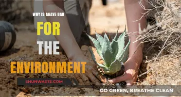 Agave's Dark Side: Environmental Impact and Unsustainable Practices
