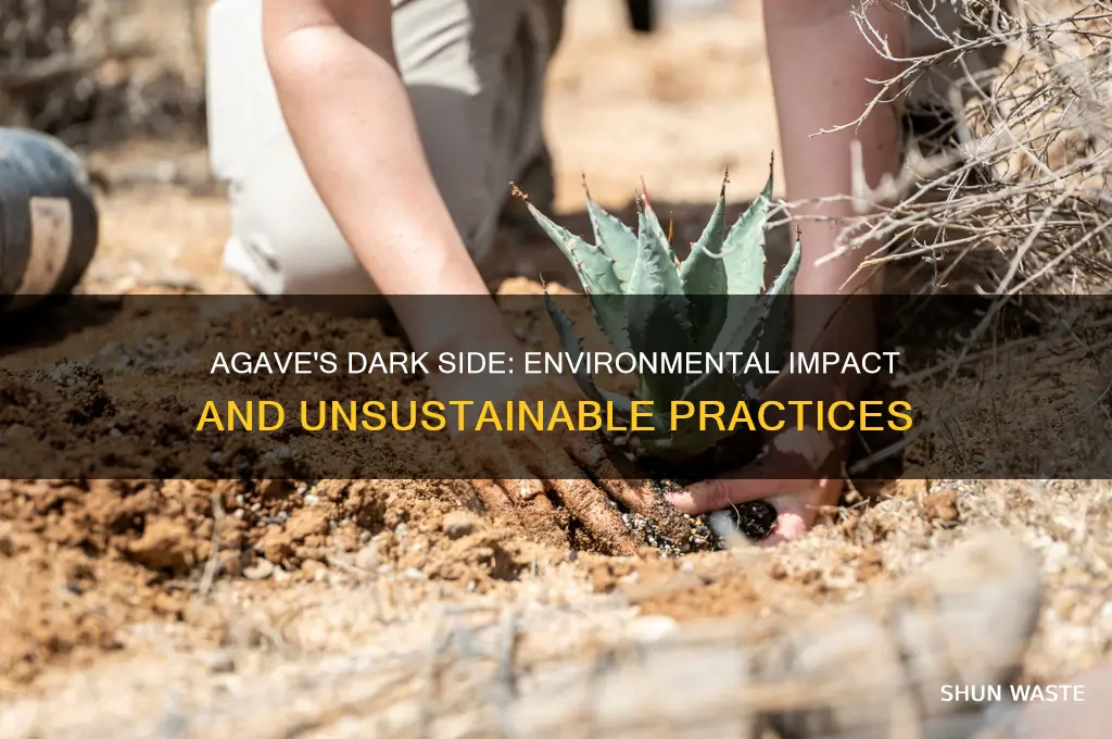 why is agave bad for the environment