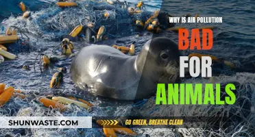 Air Pollution: A Lethal Threat to Animals