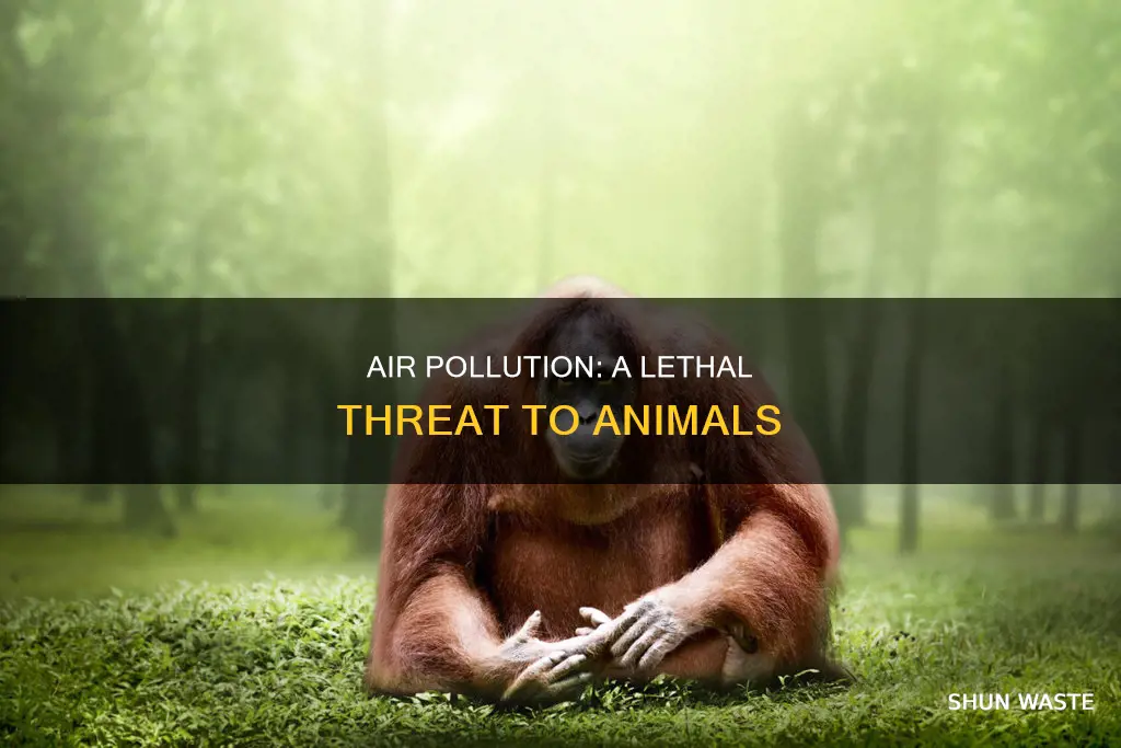why is air pollution bad for animals