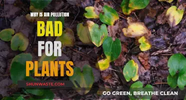 Air Pollution: A Lethal Threat to Plants