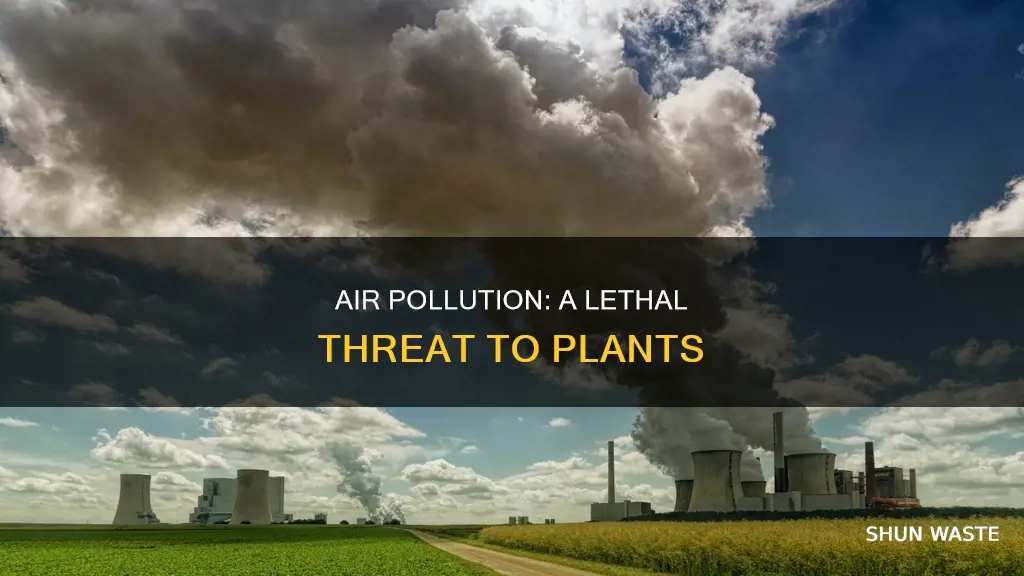 why is air pollution bad for plants