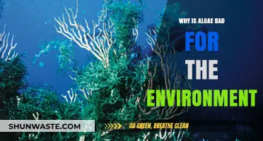 Algae Overgrowth: Environmental Impacts and Ecosystem Disruption Explained