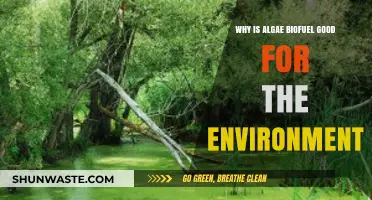Algae Biofuel: A Sustainable, Eco-Friendly Energy Solution for Our Planet