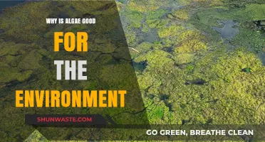 Algae's Eco-Friendly Impact: Boosting Oxygen, Carbon Sequestration, and Biodiversity