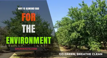 Almond's Hidden Cost: Environmental Impact of Your Favorite Nut