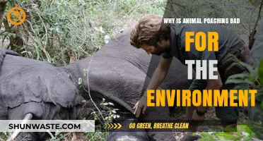 Devastating Impacts: How Animal Poaching Destroys Ecosystems and Biodiversity