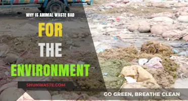Animal Waste's Environmental Impact: Pollution, Climate Change, and Ecosystem Threats