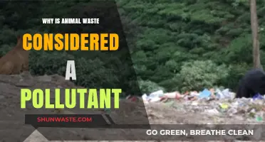 Animal Waste Pollution: Environmental Impact and Health Risks Explained