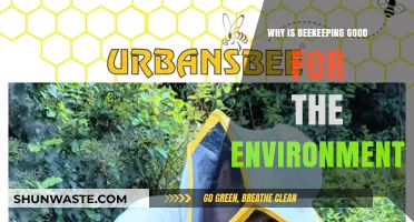 Beekeeping Benefits: How Apiaries Support Ecosystems and Pollination