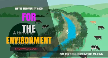Biodiversity's Vital Role: Enhancing Ecosystems and Sustaining Our Planet
