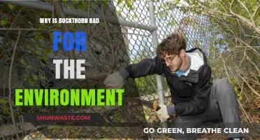 Buckthorn's Invasive Impact: Harming Ecosystems and Native Biodiversity