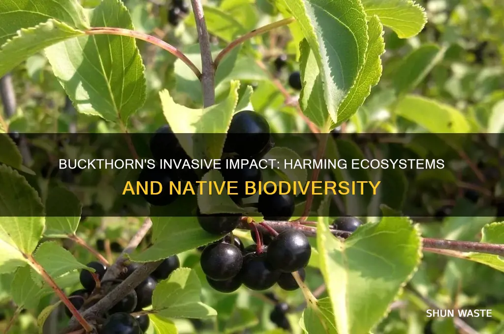 why is buckthorn bad for the environment