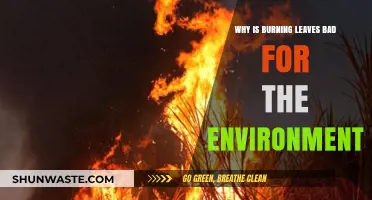Burning Leaves: Uncovering the Hidden Environmental Hazards and Impact