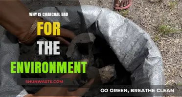 Charcoal's Environmental Impact: Deforestation, Emissions, and Ecosystem Destruction Explained