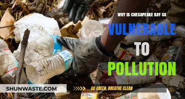 Chesapeake Bay's Pollution Crisis: Understanding Its Unique Vulnerability